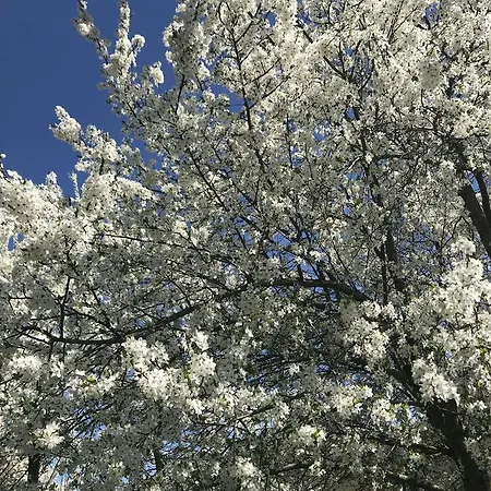 فندق مبيت وإفطار Peraj *